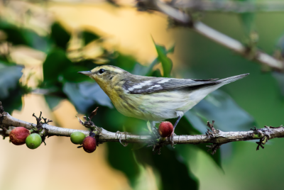 Close up of a small yellow and gray bird on a thin branch